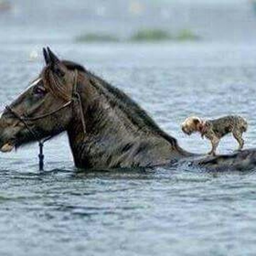 Stream User 986918773 | Listen to الكيتش العربي الأصيل al kitsh al asseel playlist online for free on SoundCloud