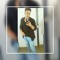 Ecua Lokito