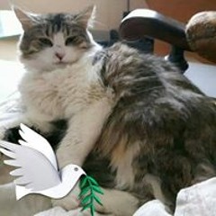 chatounette