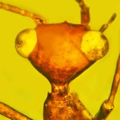 Niall Toner jr/ strand