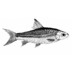 Fisk Debug