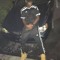 Ybk34 draco