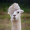 Fergus The Llama