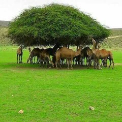 يوسف ياسر