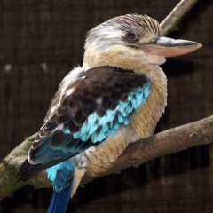 Kookaburra