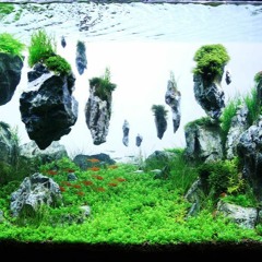 Brine Hullabaloo