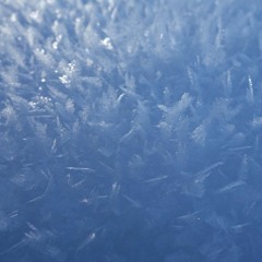 MidnightVipa_collins