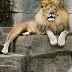 عبدو الاماش