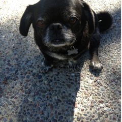 Anna Argenté aka ashtré