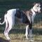 Ogaru Greyhound