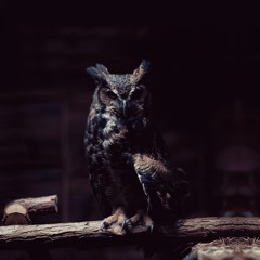Black Owl Project