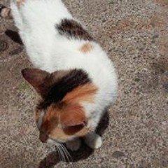 D-rew Ingrown Toenail