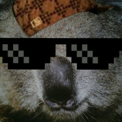 Sweg Koala