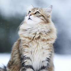 MiS4NTHR0PiC PR4Y3RS