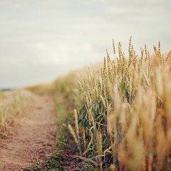 Jedidiah Martin and Gavin Rosenblum Music