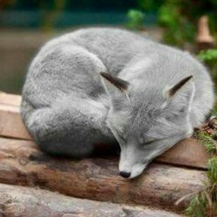 GrauerFuchs