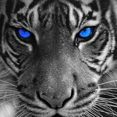 Podcast - Listen Later