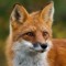 Reddish Fox