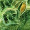 Mossrabbit