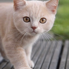 adel barcelona