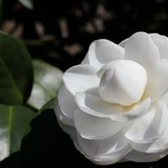 عطر الامس