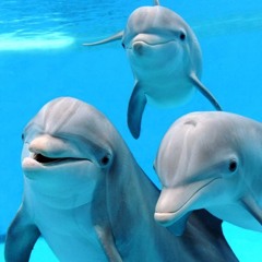 SmileyDolphins