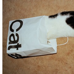 Cat's in the bag.