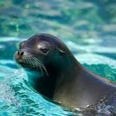 sea lion