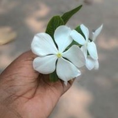 dheena