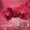 Kholod Goher