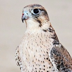 UAEmirates