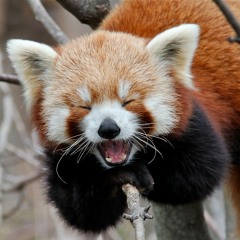 RED PANDA