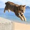 flyingcati