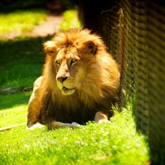 Brutus Thelion