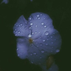 this is sal's chatter box