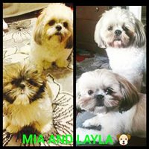Stream Mia Layla Rodriguez music Listen to songs, albums, playlists