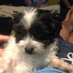 Pookie Arnold