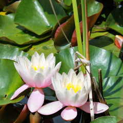 Tai Ji-Qi être-Equilibre