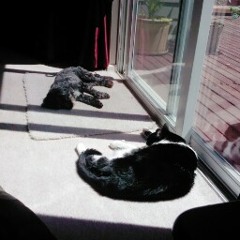 theycallthewindmariah じゃ。