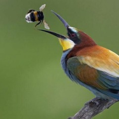 Birdkid