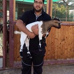 Hassan Ali