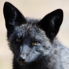 DarkFireFox