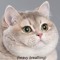Cat Cat