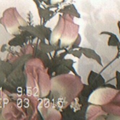 ~•○w i l d f l o w e r○•~
