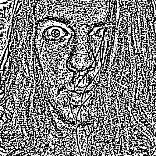J. B. Bost