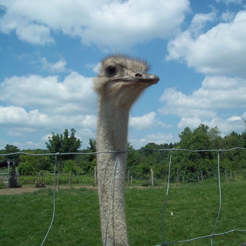 Manitee X Dr.Derg - ⒜⒬⒰⒜ ⒧⒪⒰⒩⒢⒠