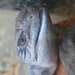 lizardy