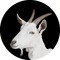 the Gusty Goat