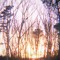 aestheticwishes