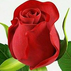 Tehseen Hanif